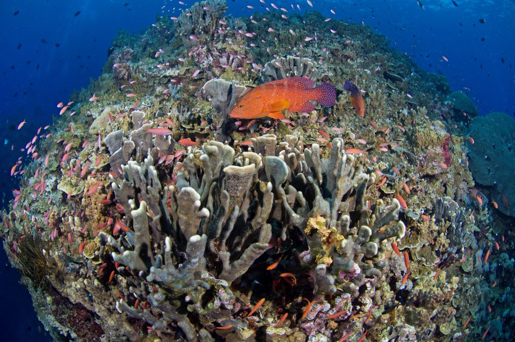 Reef Coral Kerang yang sihat dengan Anthias dan Kerapu Kerapu di lokasi menyelam Knob di Kimbe Bay Papua New Guinea. Segitiga Karang mengandungi 75 peratus daripada semua spesies karang yang diketahui, tempat perlindungan 40 peratus dari spesies ikan karang dunia dan menyediakan untuk 126 juta orang. Foto © Jeff Yonover