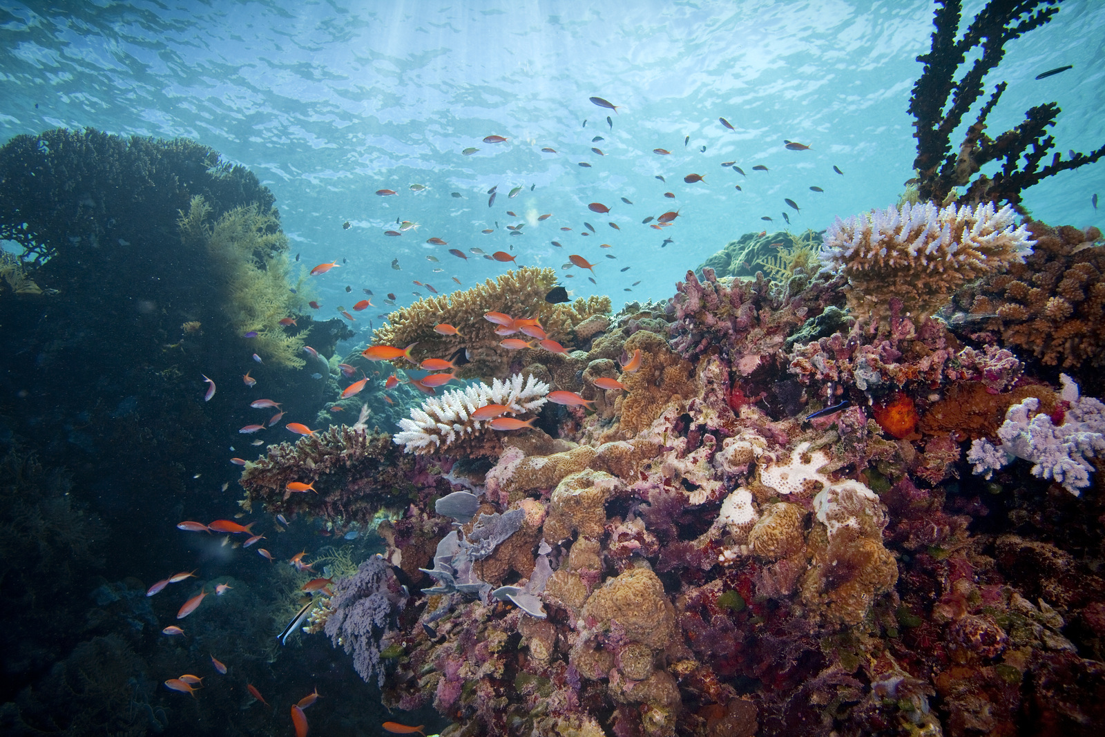 Arrecife de coral vibrante en Palau. Foto © Ian Shive