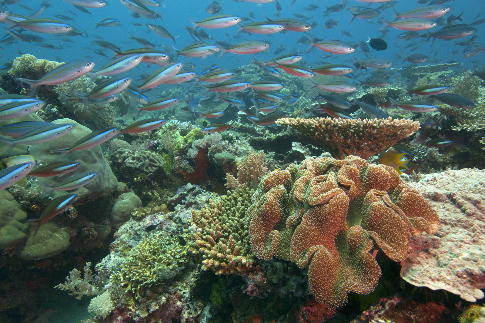 Schooling fusiliers and corals in Kofiau, Raja Ampat, Indonesia. Photo © Jeff Yonover