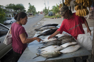 在顯示的礁石魚在其中一個魚市攤位在Kolonia，Pohnpei首都。 照片©尼克霍爾