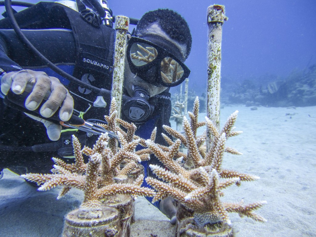 Fragmentación de corales en Cane Bay, St. Croix. Foto © Lisa Terry / The Nature Conservancy