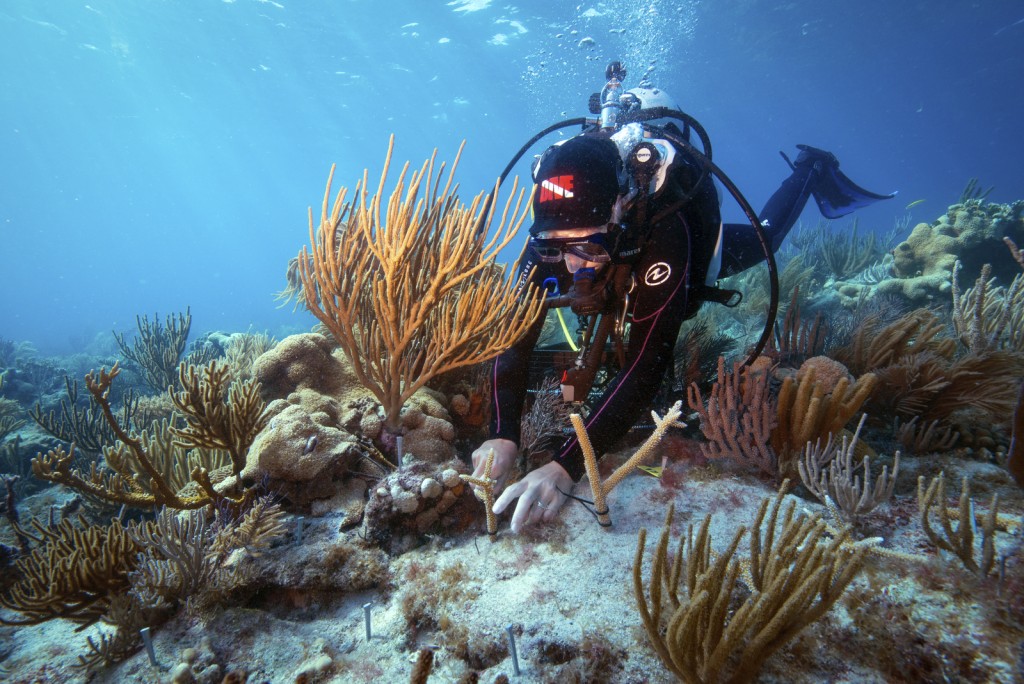 Coral staghorn de Outplanting no parque nacional seco de Tortugas. Foto © Carlton Ward