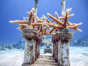 Staghorn، المرجان، إلى داخل، cane، جزء رئيسي من مبنى، الشارع، Croix. الصورة © كيمت آمون لويس / TNC