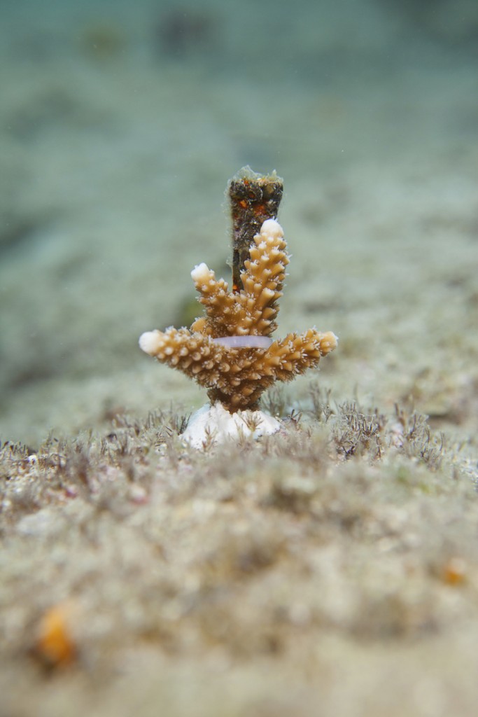 Um coral recentemente outplanted de Ft. Lauderdale, Flórida. Foto © Tim Calver