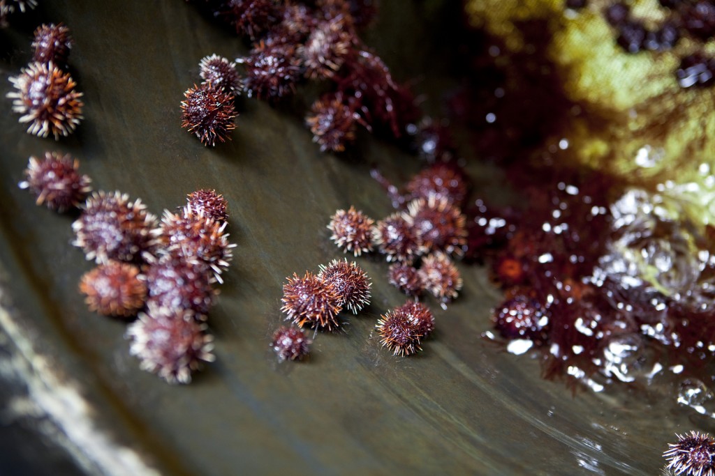 เม่นทะเลที่กินพืชเป็นอาหารจะครบกำหนดในถังเก็บน้ำเค็มเพื่อช่วยในการกำจัดสาหร่าย ภาพถ่าย© Ian Shive