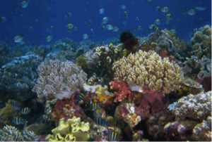 Reef koray nan Wakatobi Marine National Park nan SE Sulawesi, Endonezi. Photo © Burt Jones ak Maurine Shimlock / Vizyon lanmè sekrè